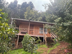 Las Rosas de Don Black Villa Rivas, Contulmo